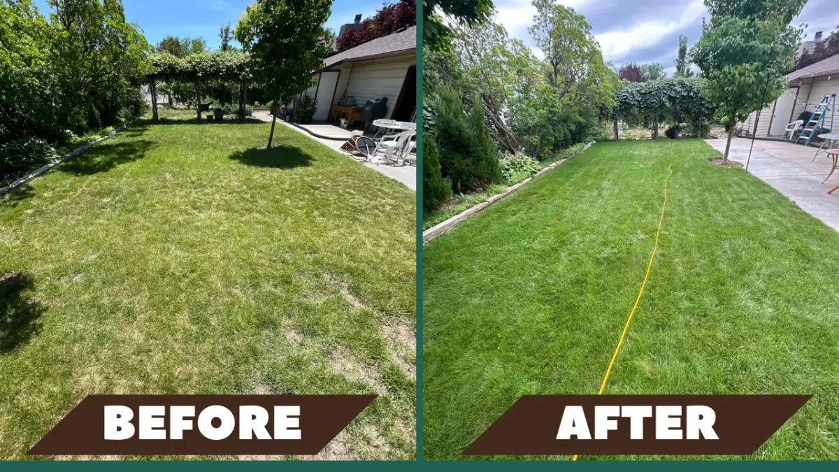 Eco Lawn of Tampa before and after transforming a diseased lawn into a lush lawn.
