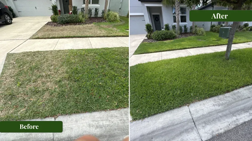 Carrollwood Lawn Weed Control Service by Lawn Lab