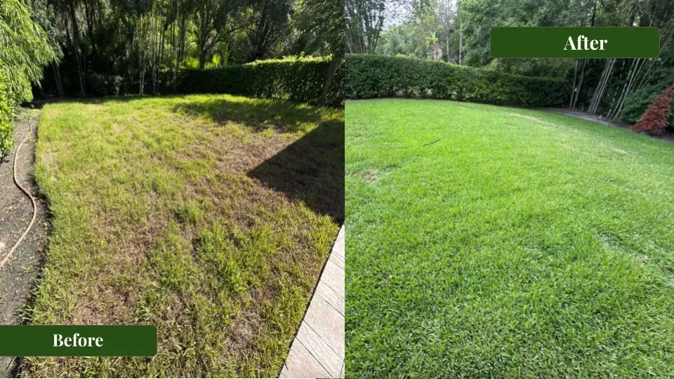 Odessa Lawn Care | Eco Lawn of Tampa before and after transforming a diseased lawn into a lush lawn in Odessa.