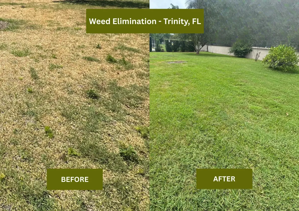 Tampa Lawn Care | The Lawn Lab before and after transforming a diseased lawn into a lush lawn in Tampa.