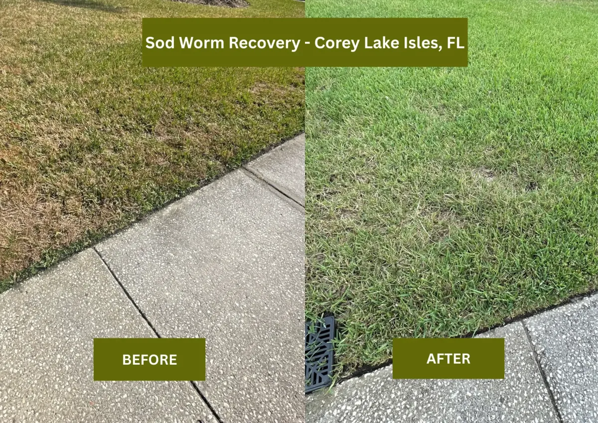 Westchase Fertilization & Weed Control before and after
