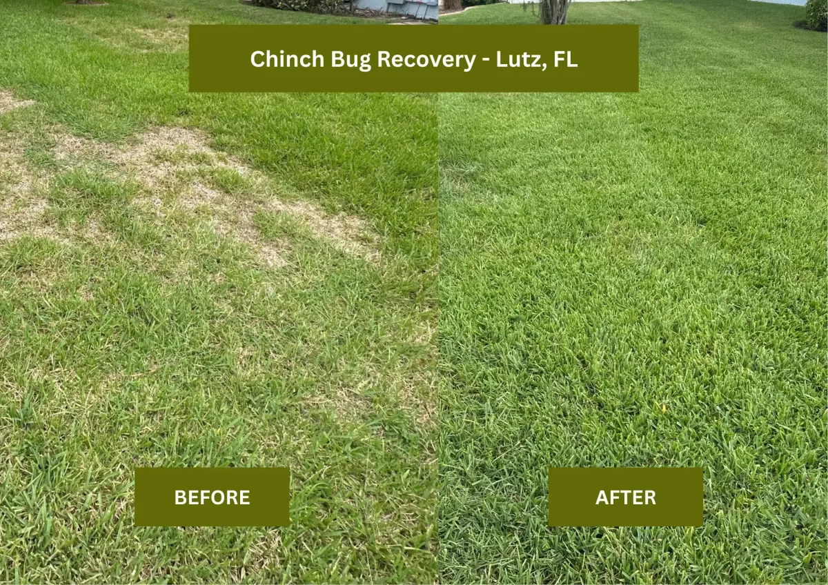 Lutz Lawn Care | The Lawn Lab before and after transforming a diseased lawn into a lush lawn in Lutz.