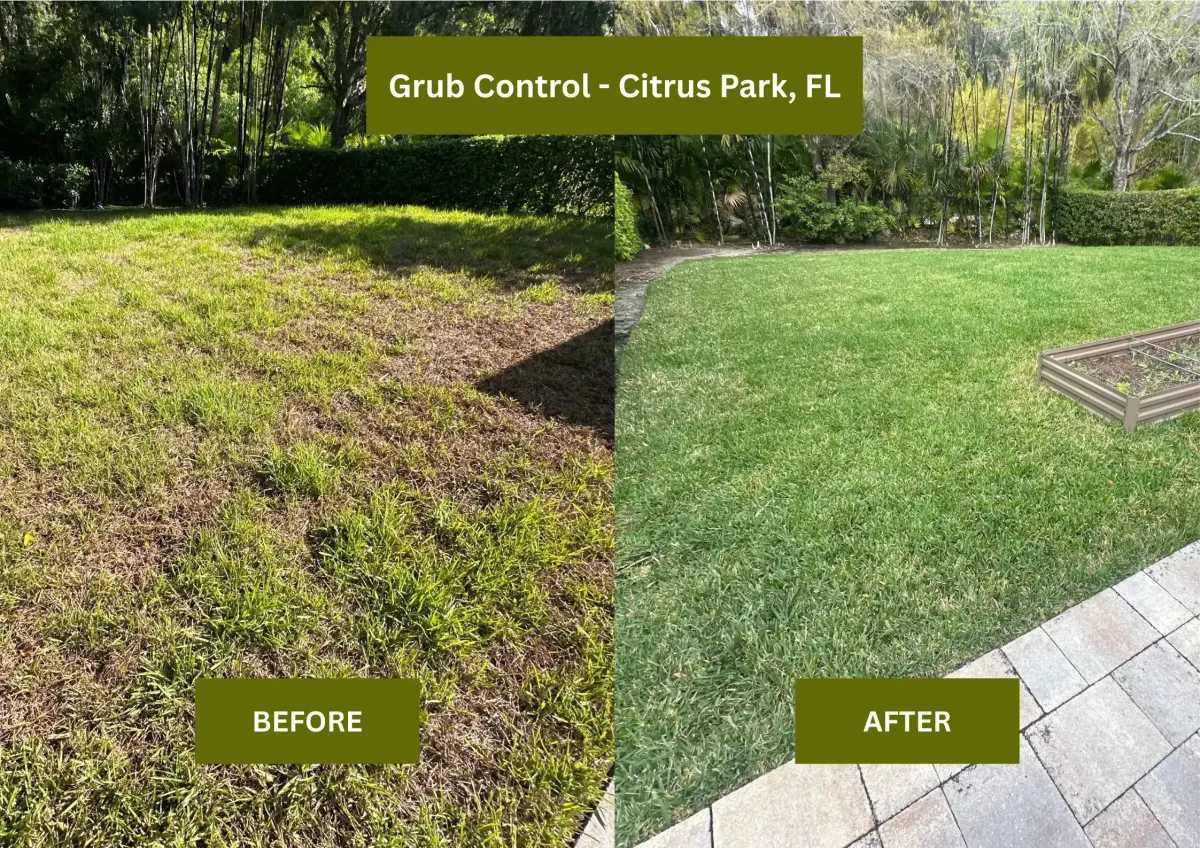 Before & After Lawn Care in Citrus Park FL
