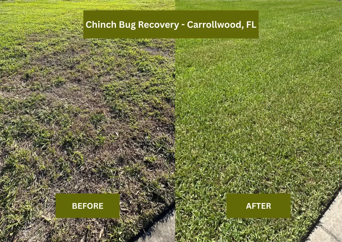 Carrollwood Lawn Weed Control Service by Lawn Lab