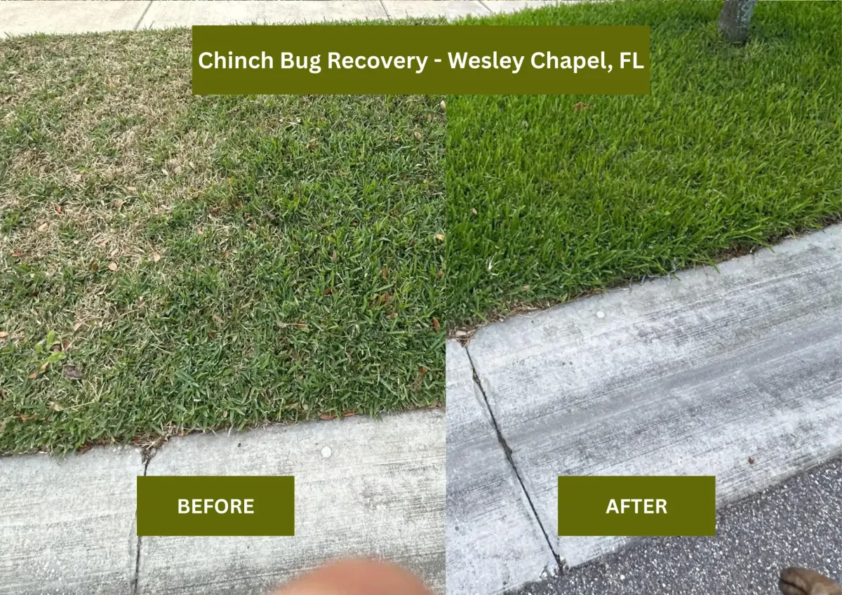 Odessa Lawn Care | The Lawn Lab before and after transforming a diseased lawn into a lush lawn in Odessa. 