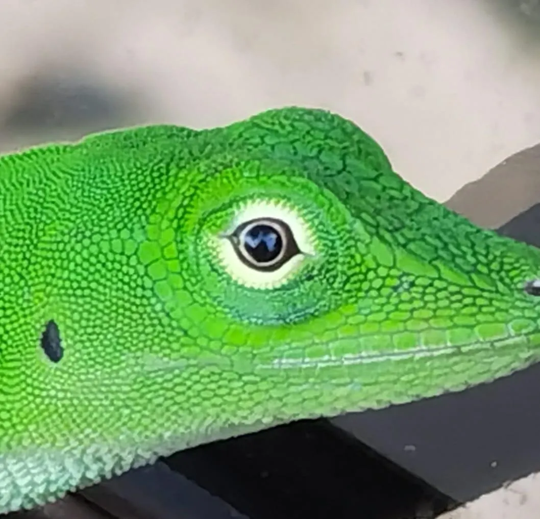 green lizard