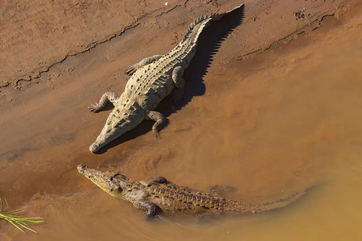 crocodile river