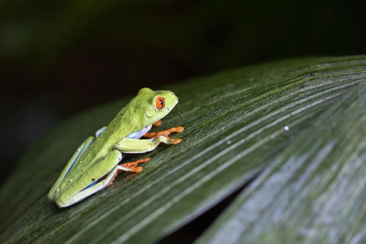 green tree frog