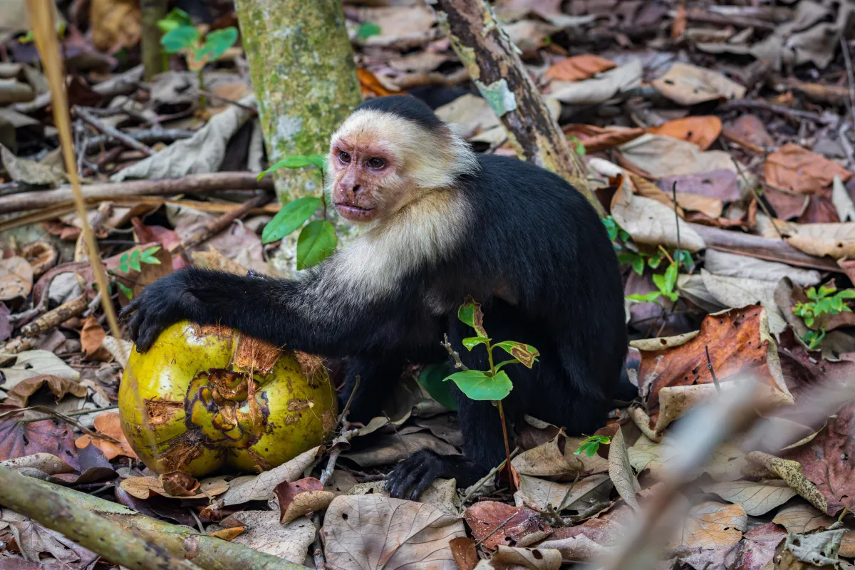 Monkey with coconut