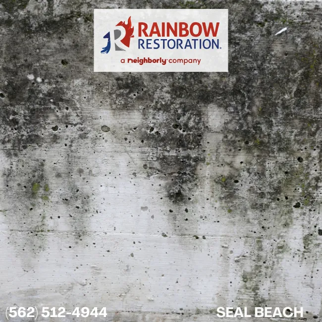 Mold Removal - Restoration Services Near Seal Beach-Rainbow Restoration of Seal Beach, CA
