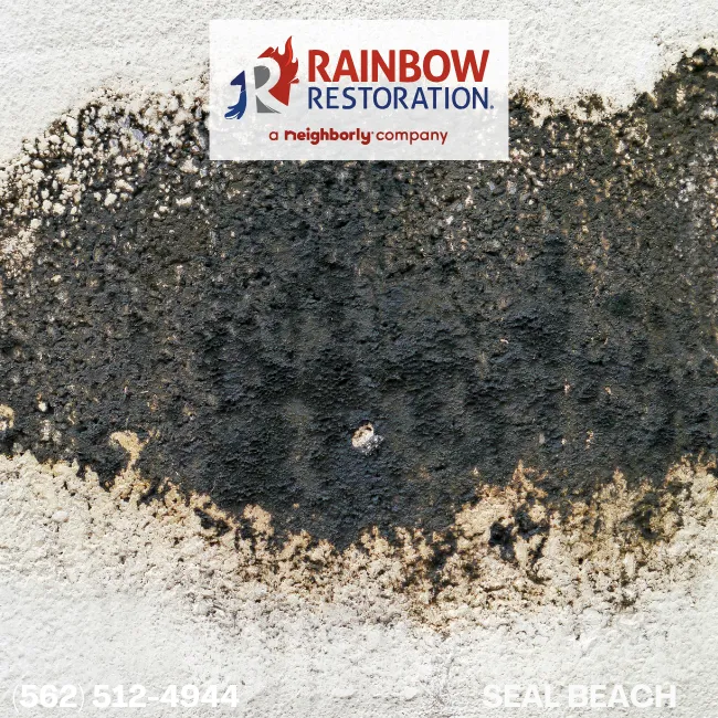 Mold Removal - Restoration Services Near Seal Beach-Rainbow Restoration of Seal Beach, CA
