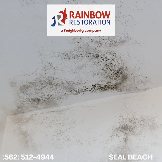 Mold Removal - Restoration Services Near Seal Beach-Rainbow Restoration of Seal Beach, CA