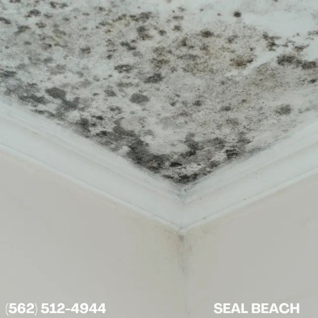 Mold Removal - Restoration Services Near Seal Beach-Rainbow Restoration of Seal Beach, CA