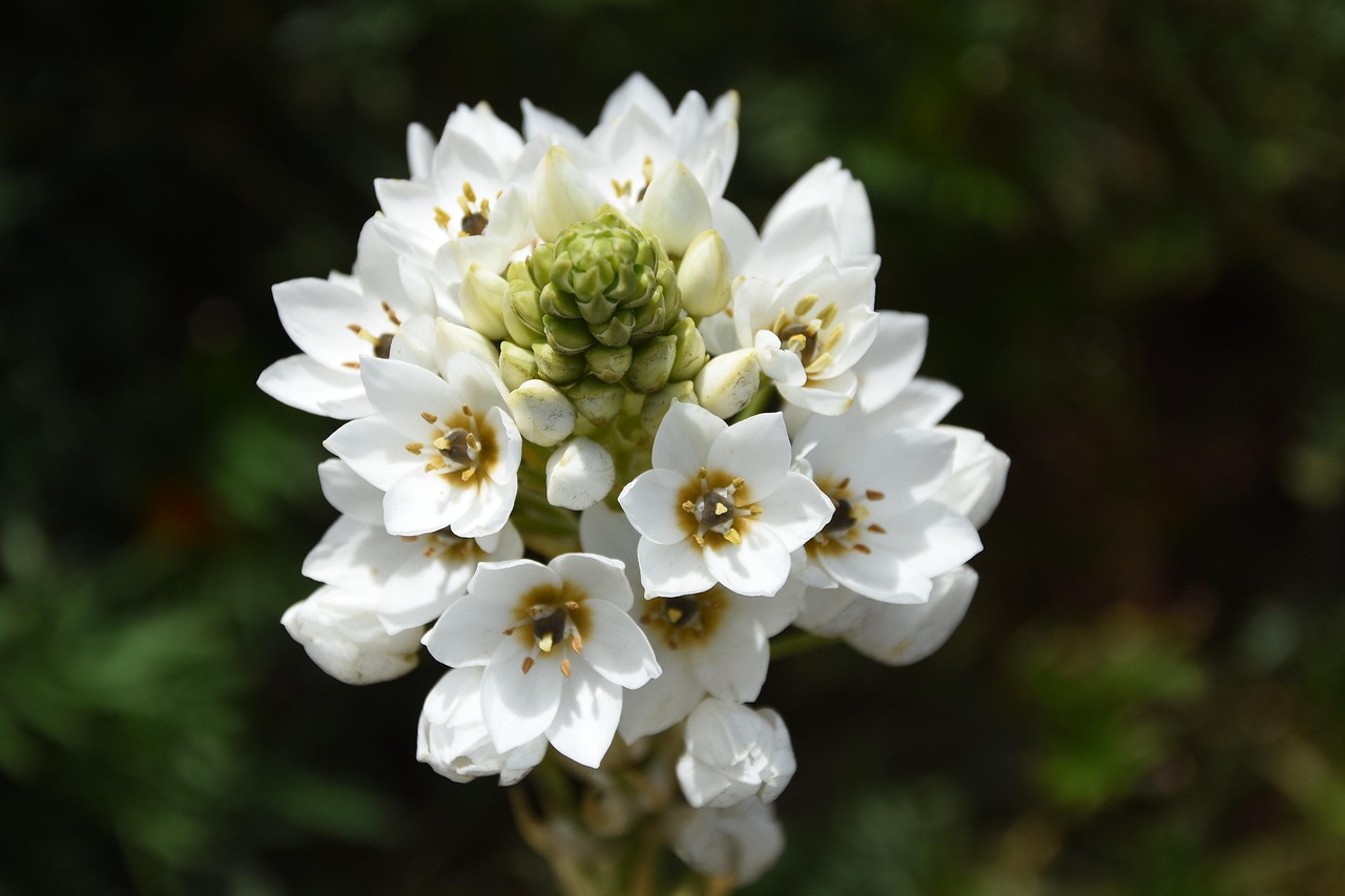 Flower Shop- Local Service Biz