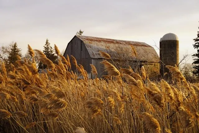 Barn In Pickering, Pickering, Ontario