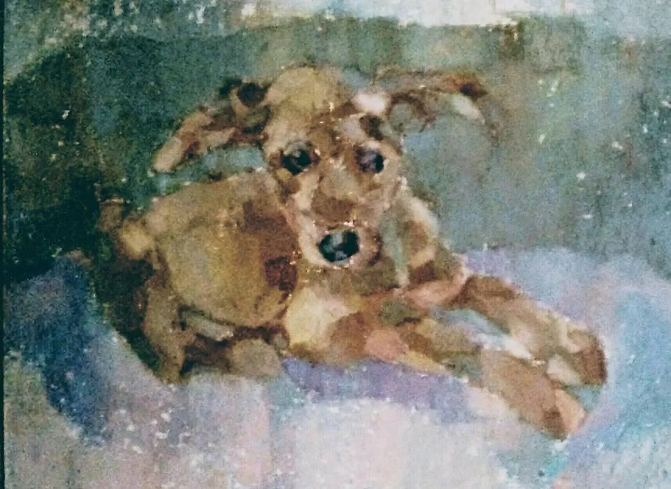 Portret psa, praca w technice pasteli olejnych