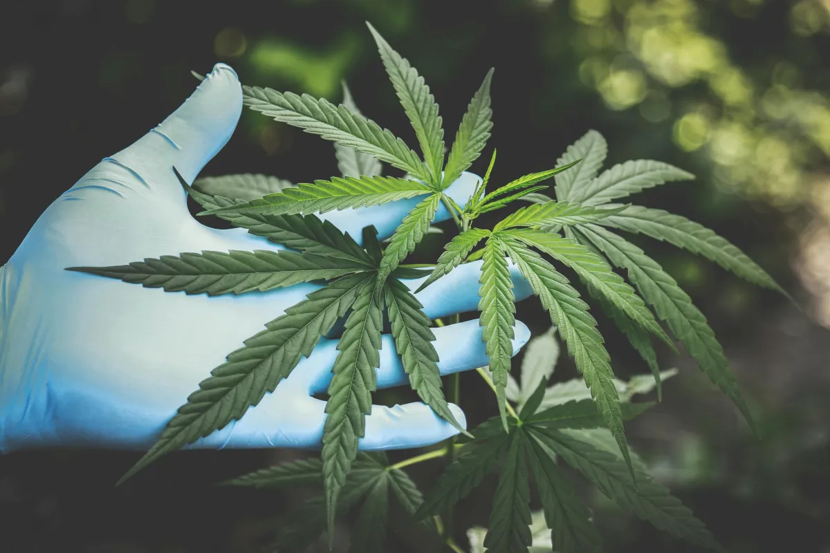 a gloved hand holding a cannabis plant: cannabis Marketing