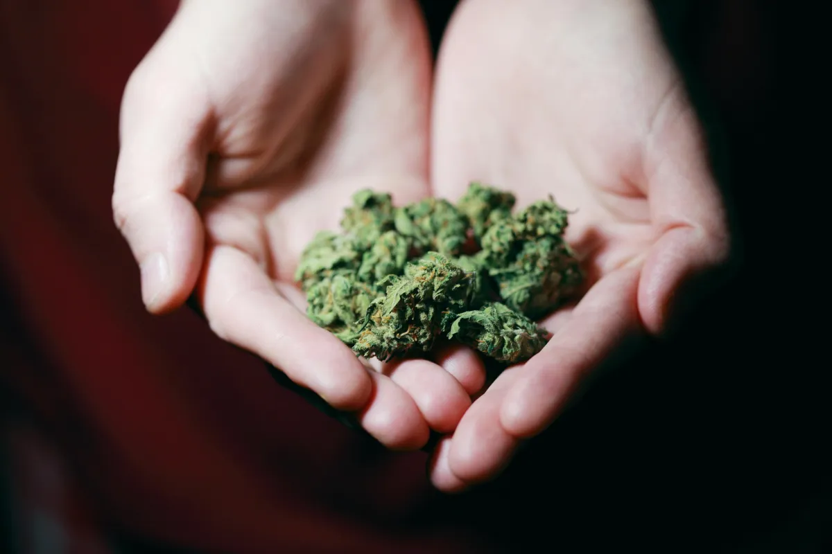 hands holding cannabis product