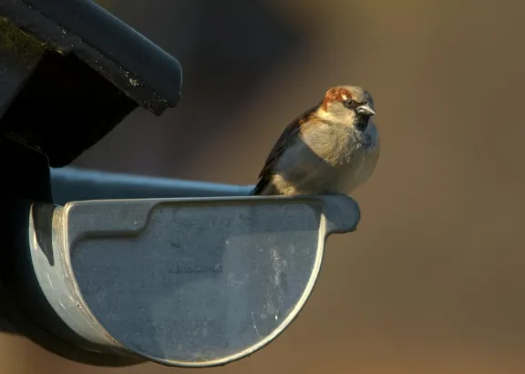  Emergency Gutter Cleaning