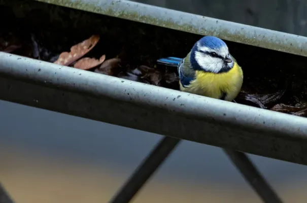  Basic Gutter Debris Removal