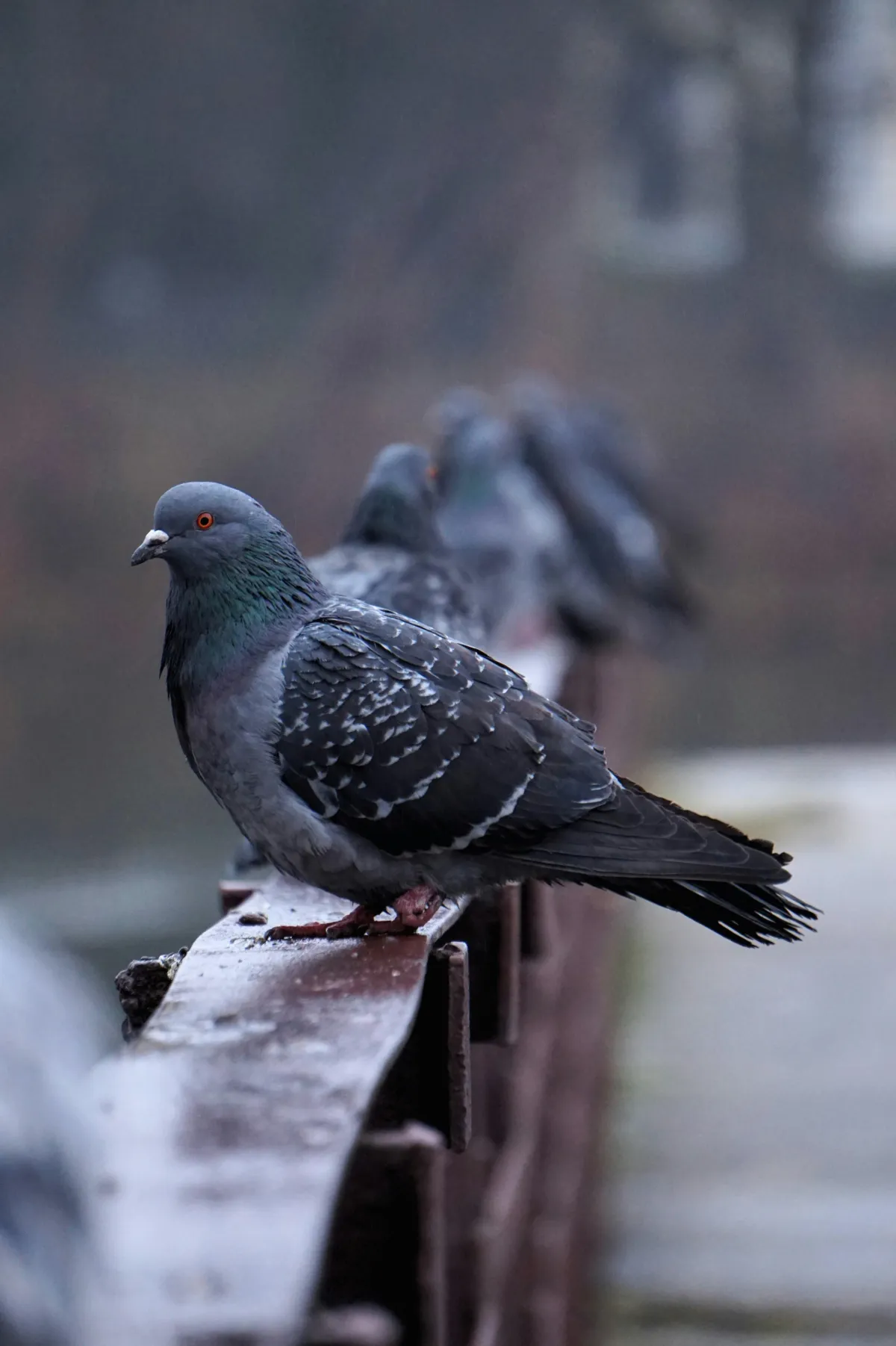 Keeping Pest Birds Off Your Roof and Out of Your Gutters in Maryland