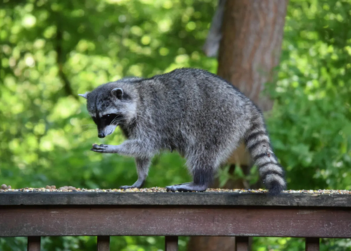 Is There a Skunk Under Your Deck? What Maryland Homeowners Need to Know