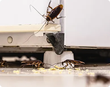 Cockroach Control in Frederick, MD: How to Eliminate a Roach Infestation for Good