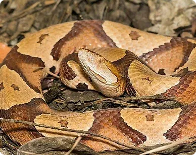 Found a Snake in Your Maryland Home? Here Is What to Do Right Now 
