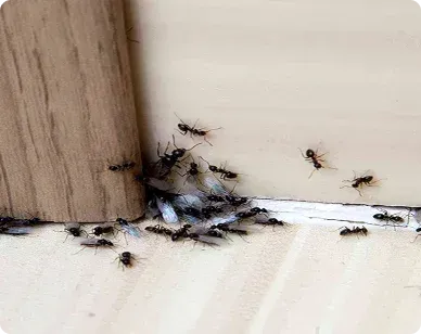 How to Get Rid of Ants in Maryland