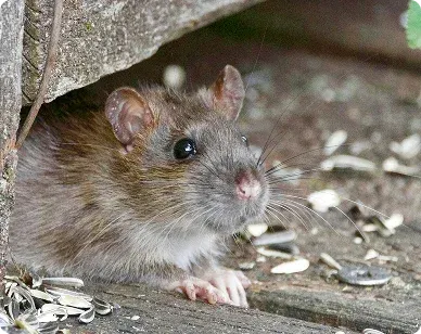 How Much Does Wildlife Removal Cost in Maryland? An Honest Breakdown by Animal