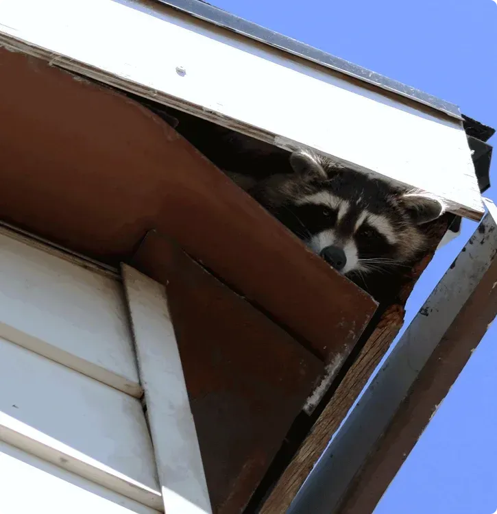 Raccoon in the Attic: What the Sounds, Smells, and Mess Are Telling You