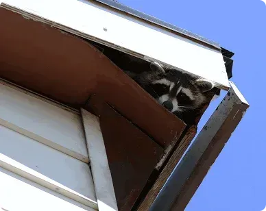 Wildlife Removal in Frederick, MD