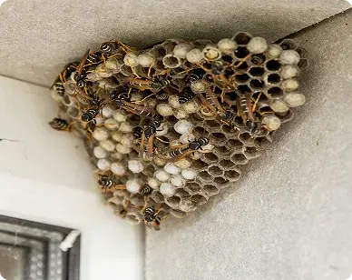 Wasp and Hornet Nest Removal in Frederick, MD: Why DIY Fails and What Actually Works