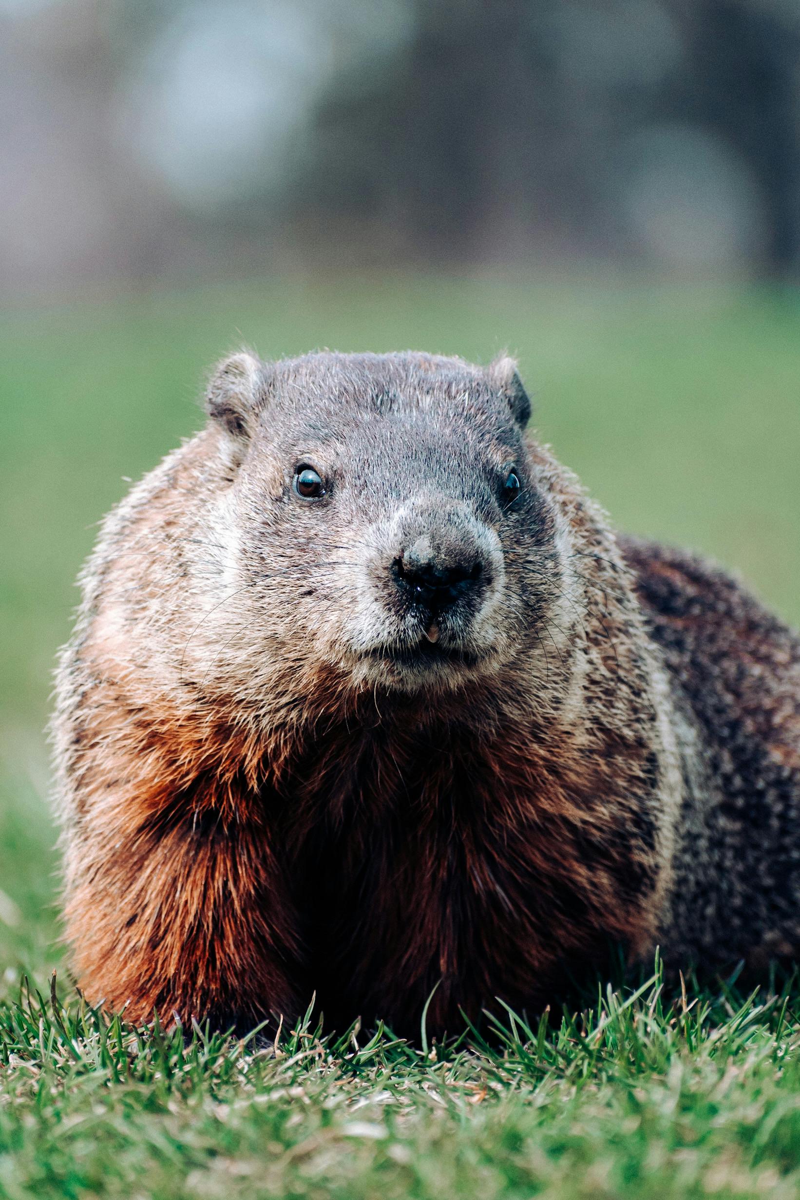 Groundhog Removal Frederick MD: Humane Trapping, MD Regulations, and Real Prevention