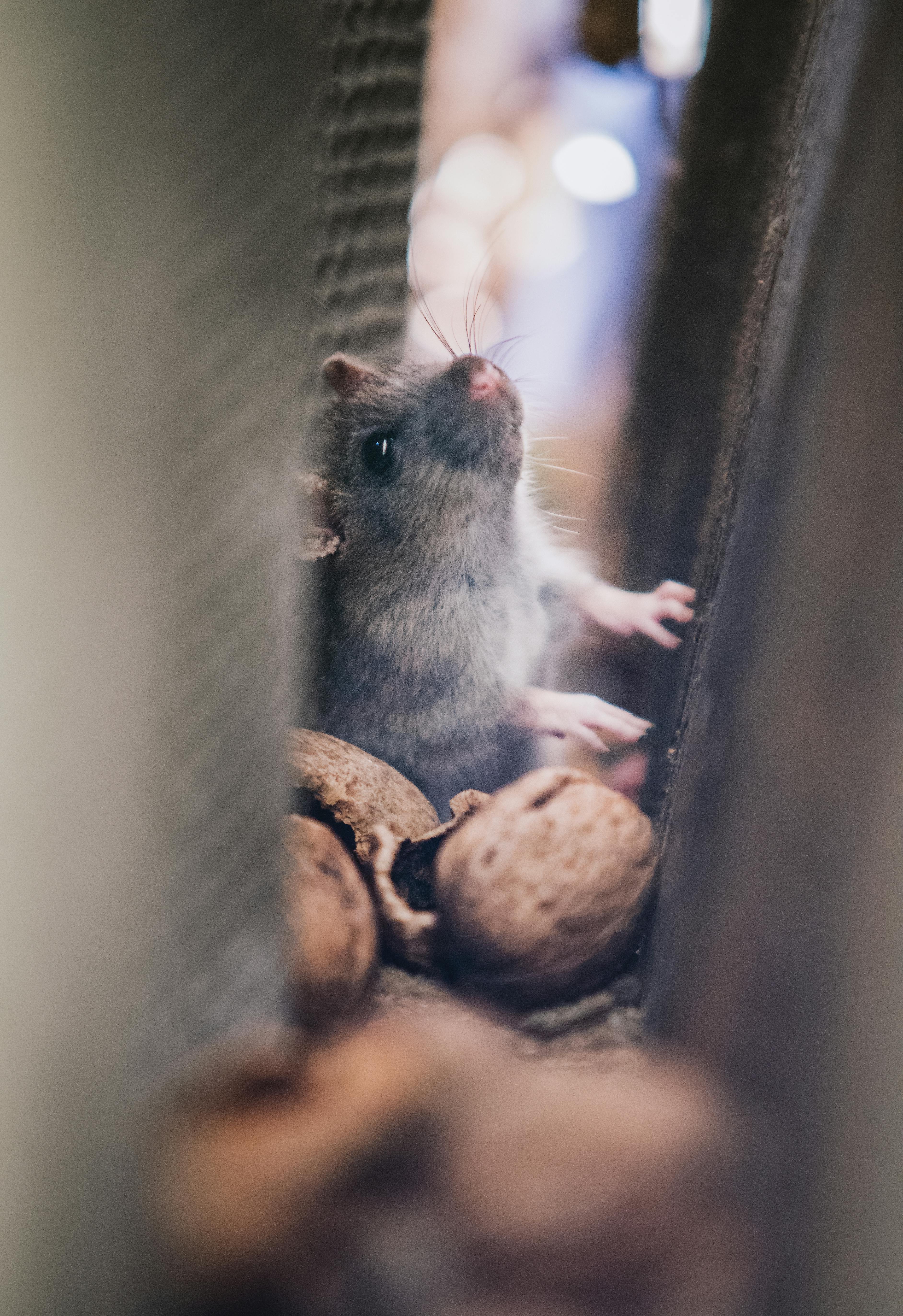 Rodent Control in Frederick, MD