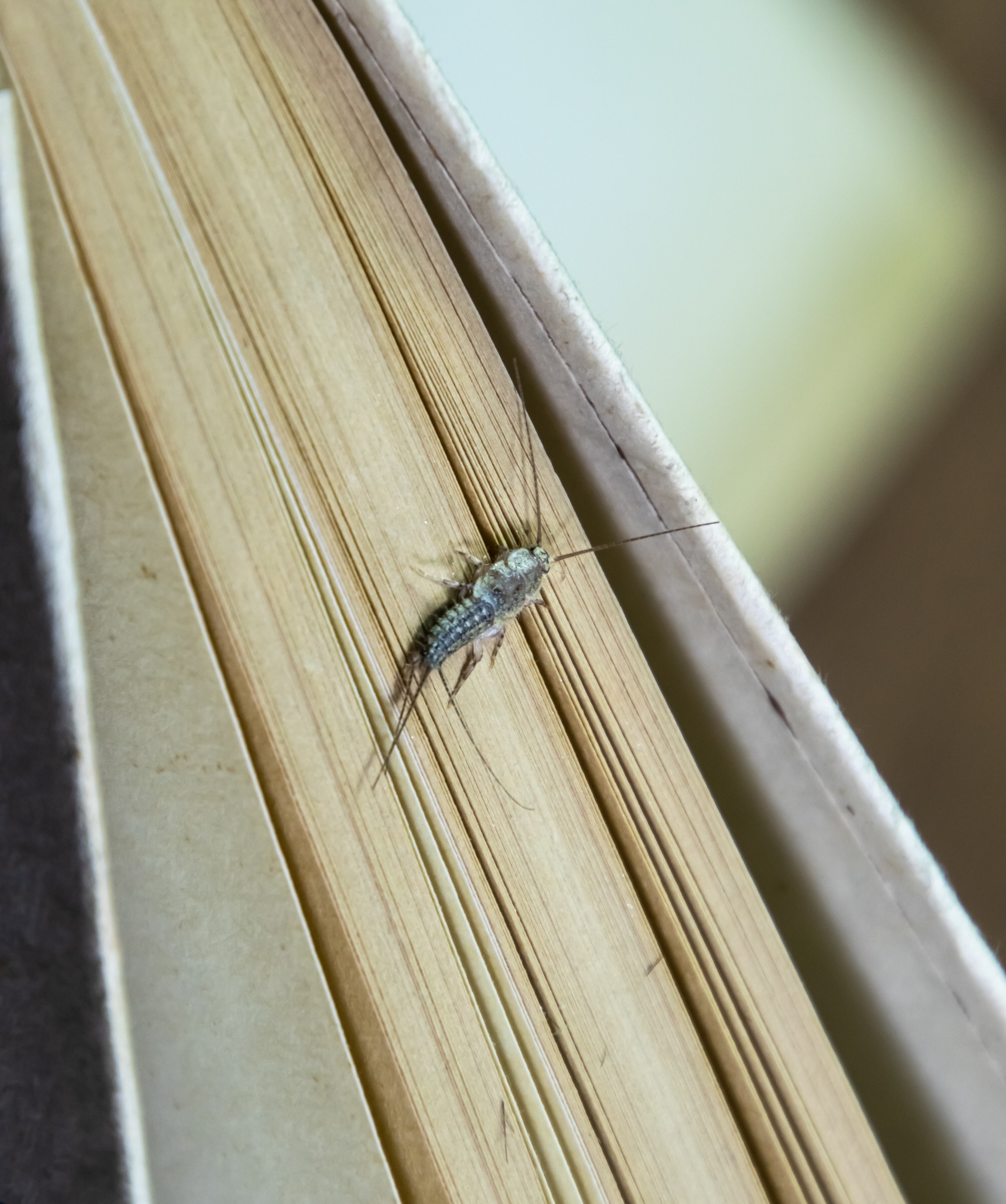Pest Control in Frederick, MD