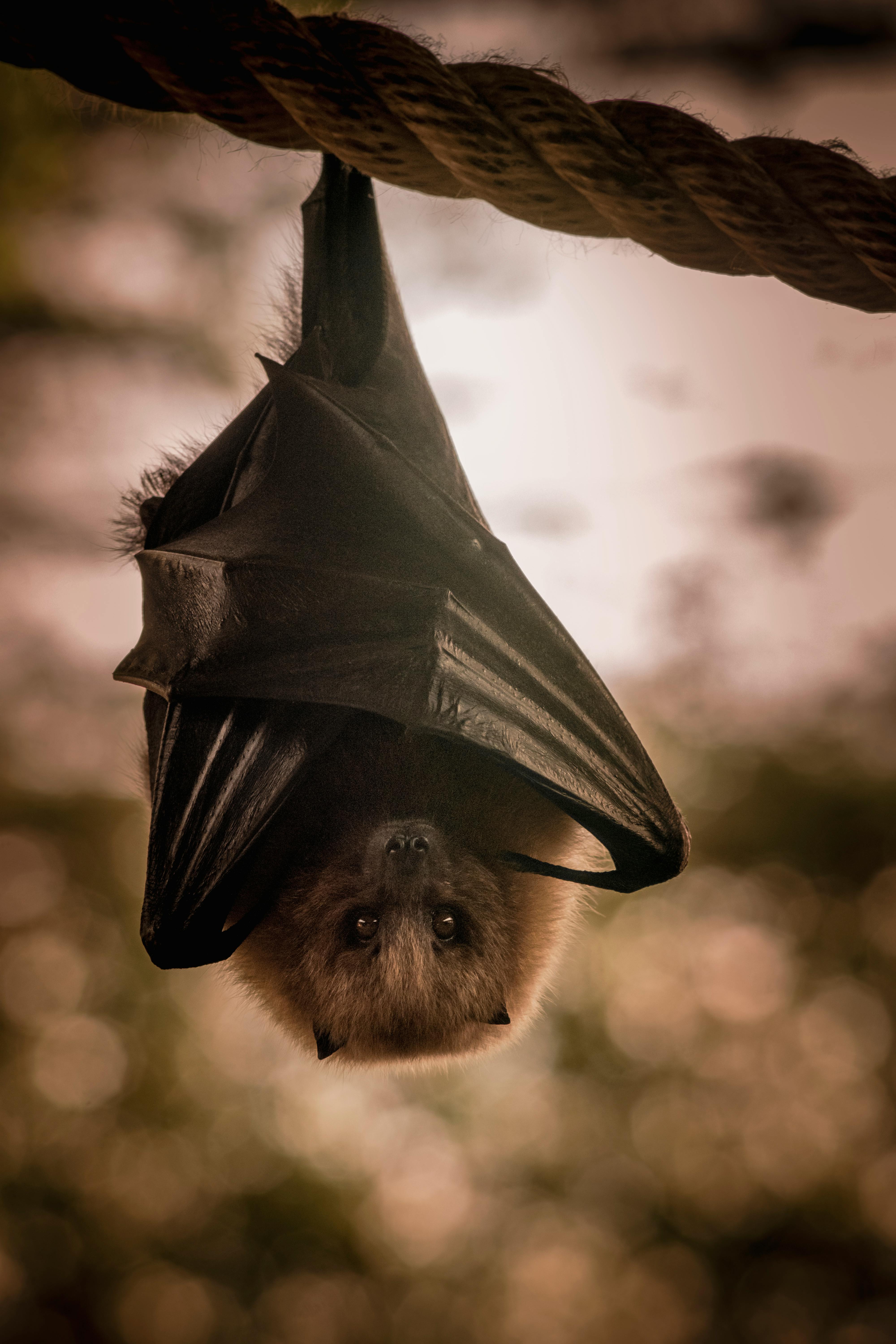 Maryland Bat Removal Laws: Permits, Penalties, and What Homeowners Are Allowed to Do
