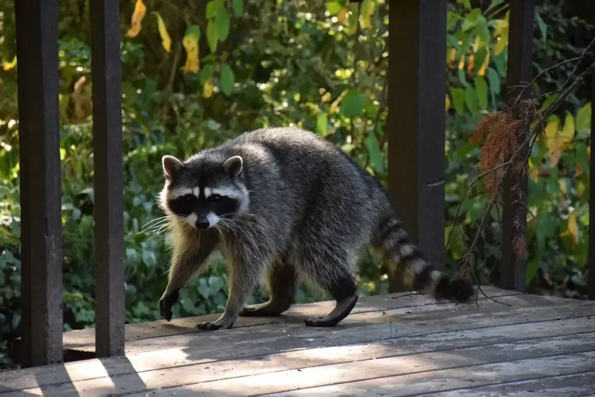 Frederick, MD Raccoon Removal: Signs, Risks, and How Nature Shield Gets Them Out