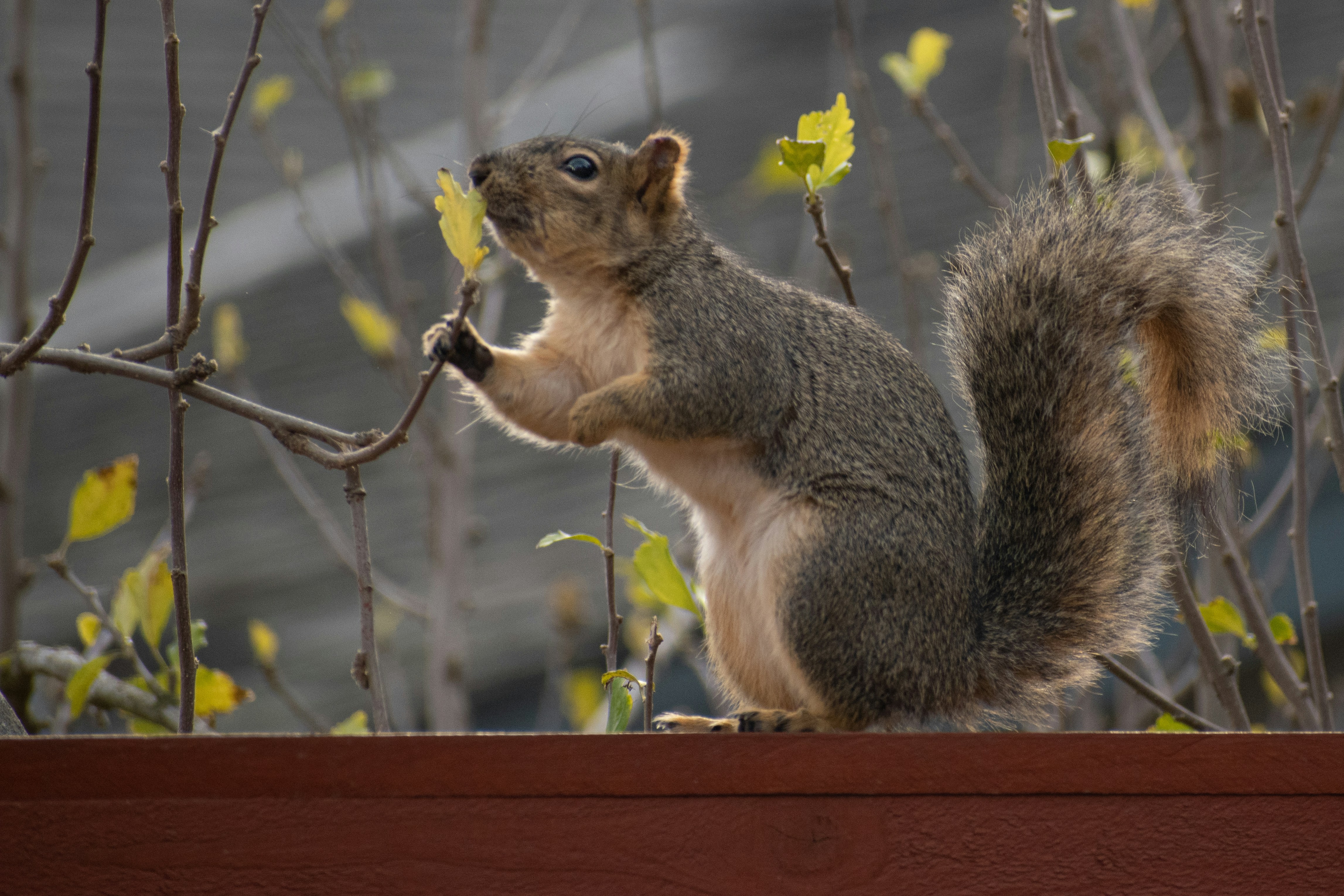 Squirrel Removal in Frederick, MD: Why Attic Squirrels Are More Dangerous Than You Think