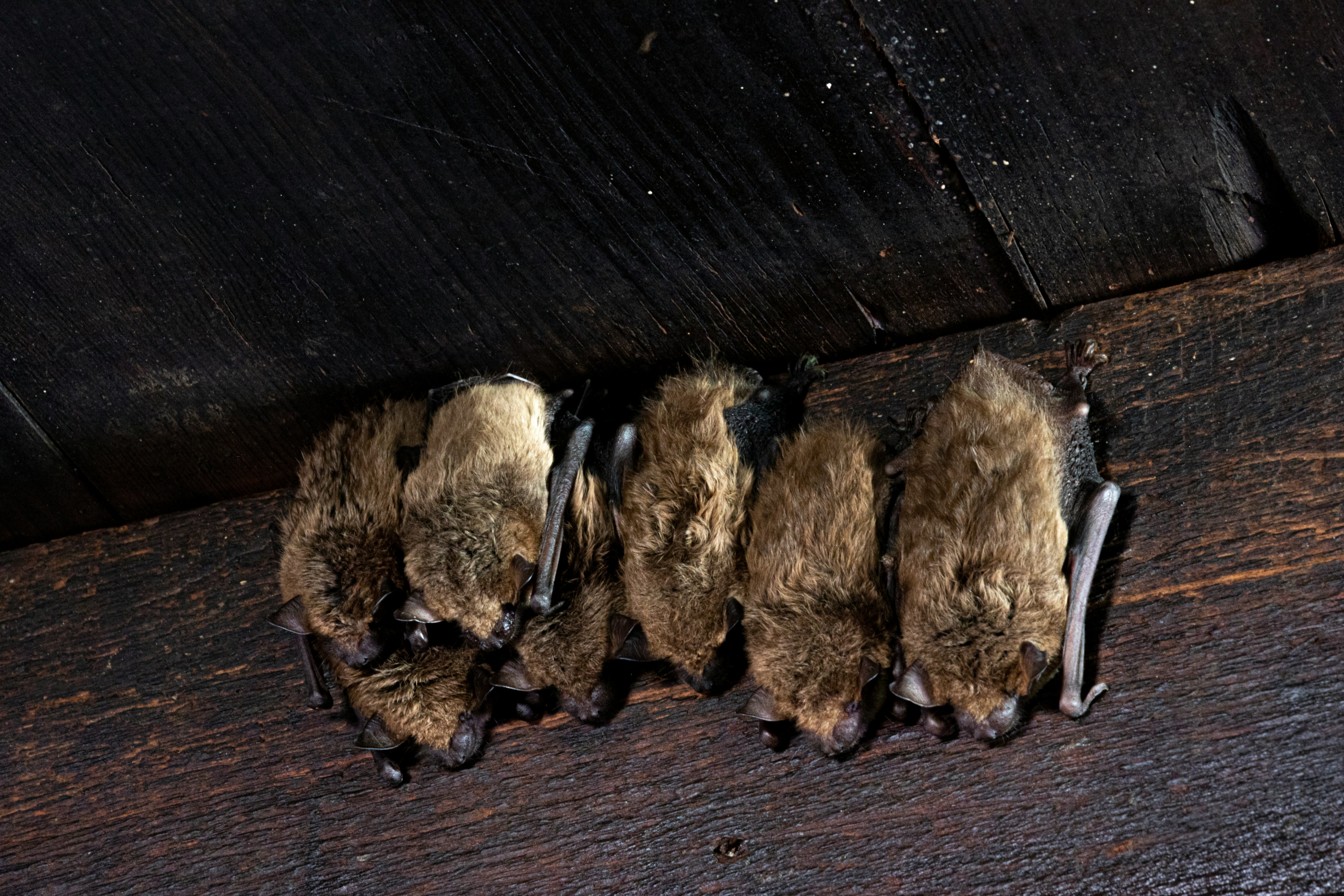 A cluster of little brown bats roosting under a barn roof.