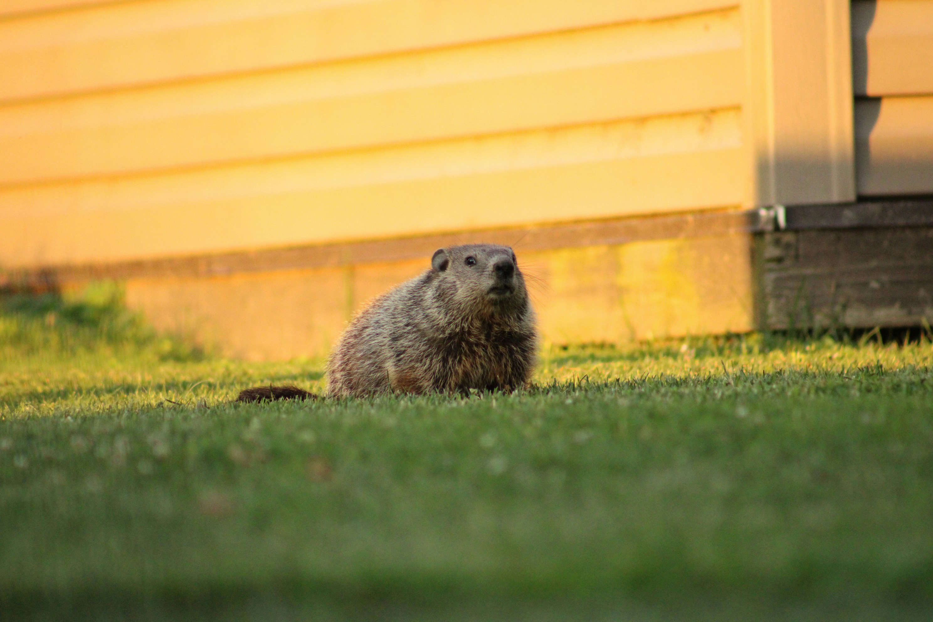 Humane Wildlife Removal in Maryland: The Nature Shield Approach