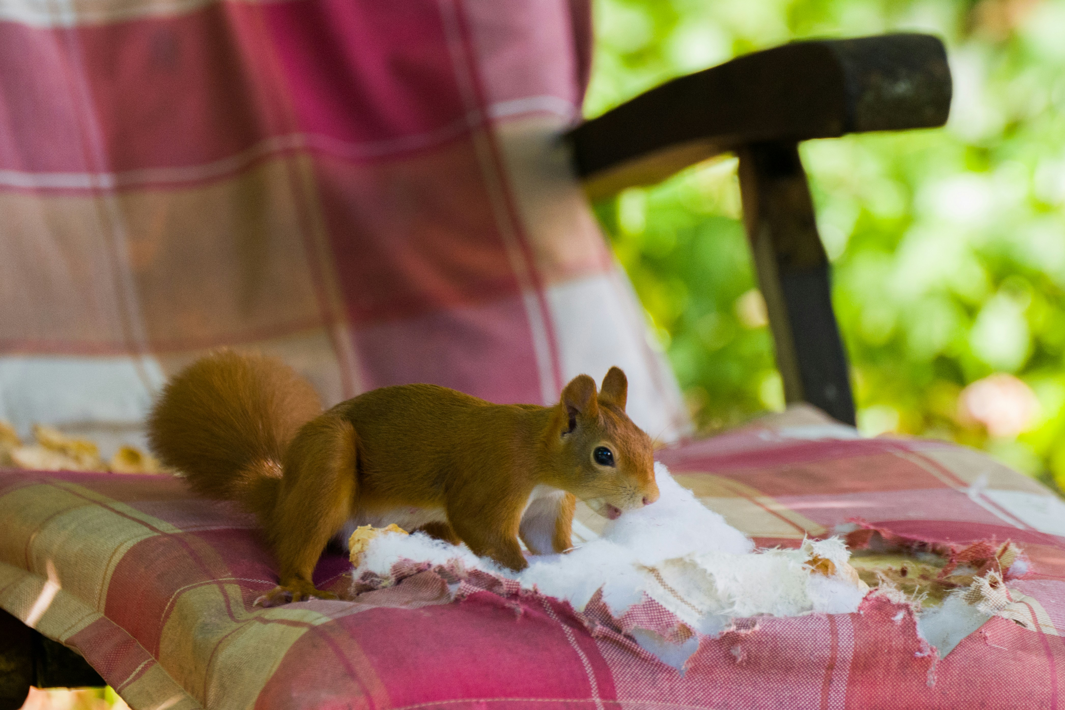 Wildlife Damage Repair in Maryland: What It Costs to Fix What Animals Leave Behind
