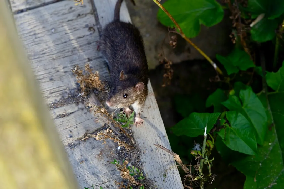 7 Signs of Mice in Your House (and What That Scratching in the Walls Means)