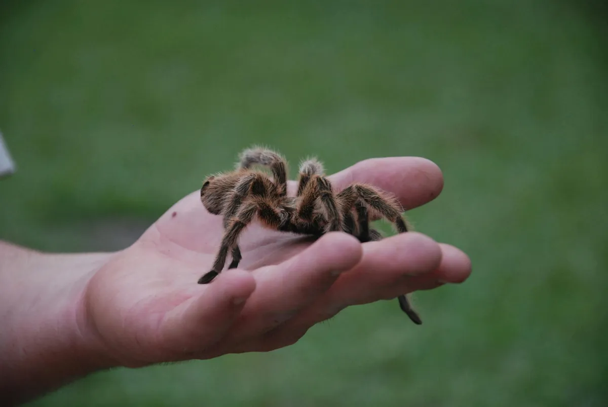 A large tarantula on a hand showing how we cover phobias at hypnotic shift