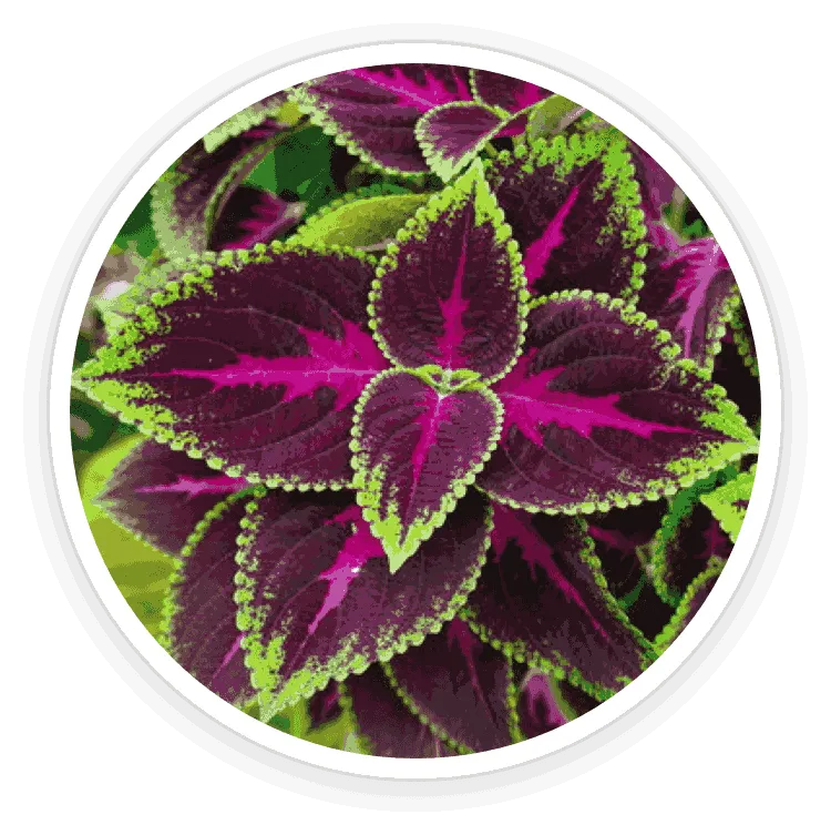 image shows soruce of Coleus Forskohlii Extract