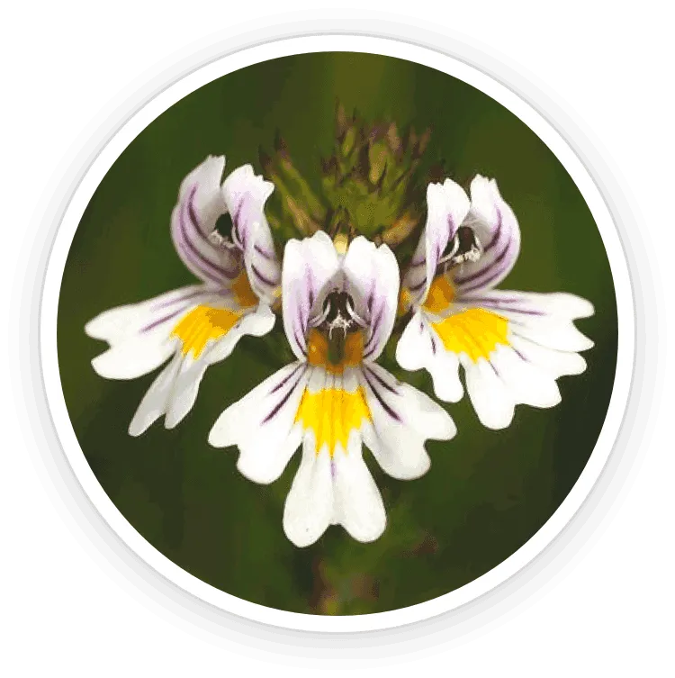 image shows soruce of Eyebright Extract