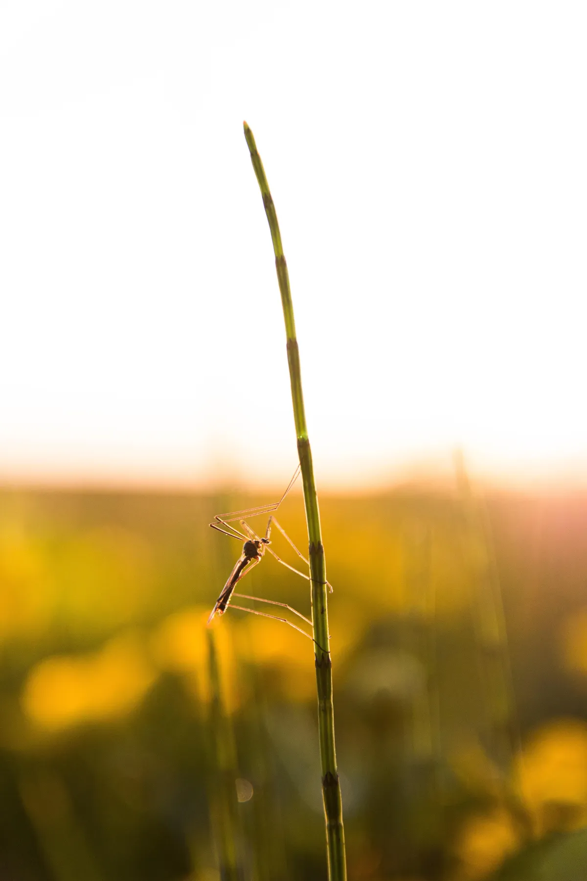 a close up photograph of a mosquito on a blade of grass