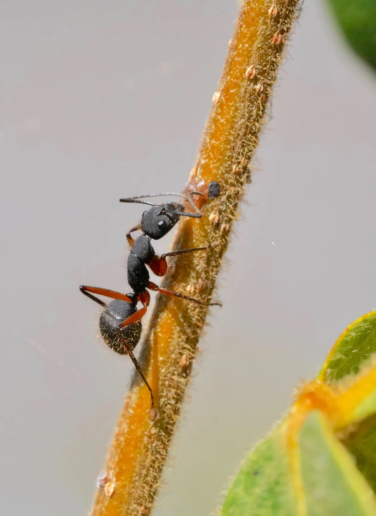 a close up photograph of an ant crawling up a tree branch