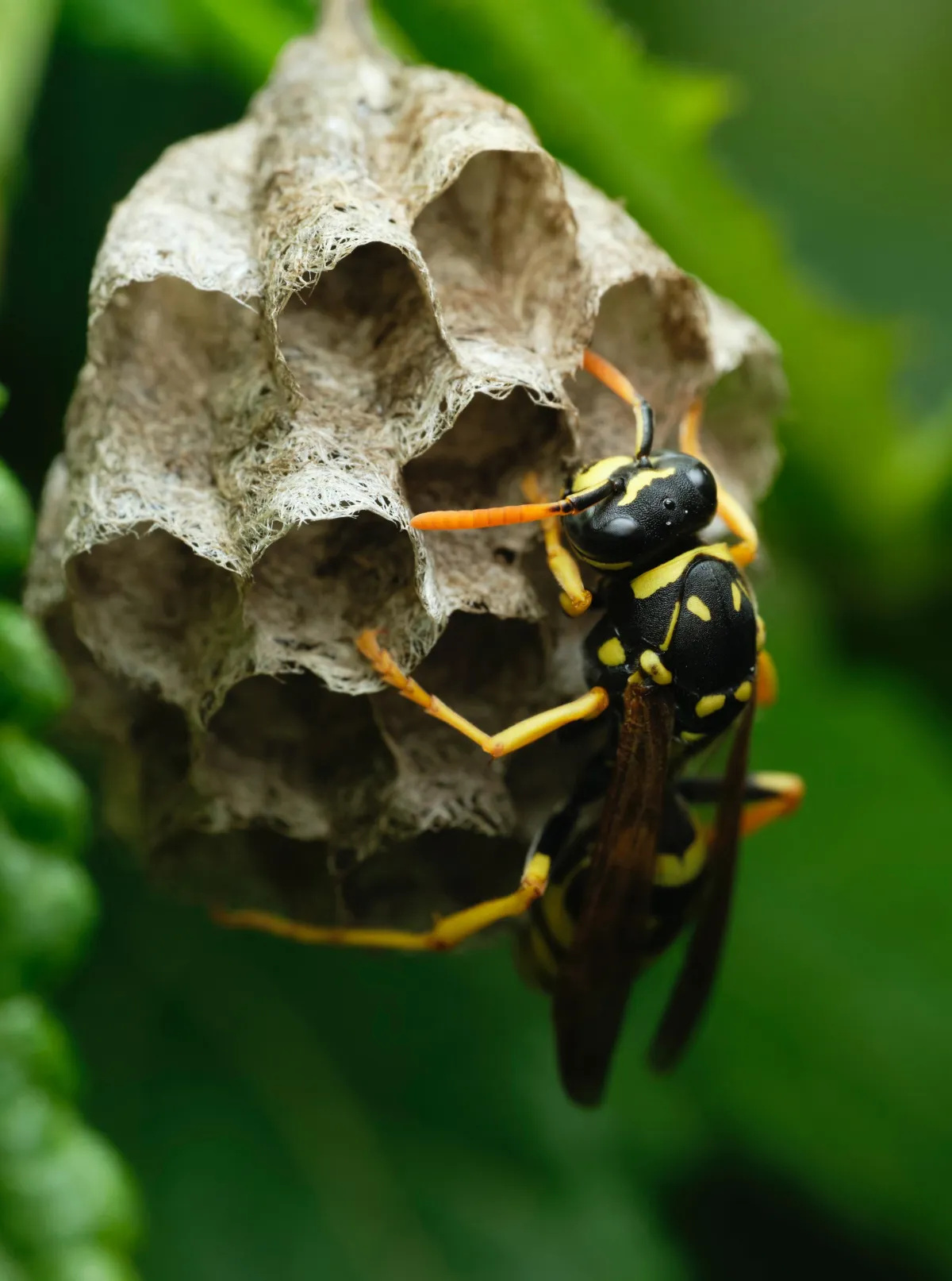 a close up photograph of a wasp building a nest