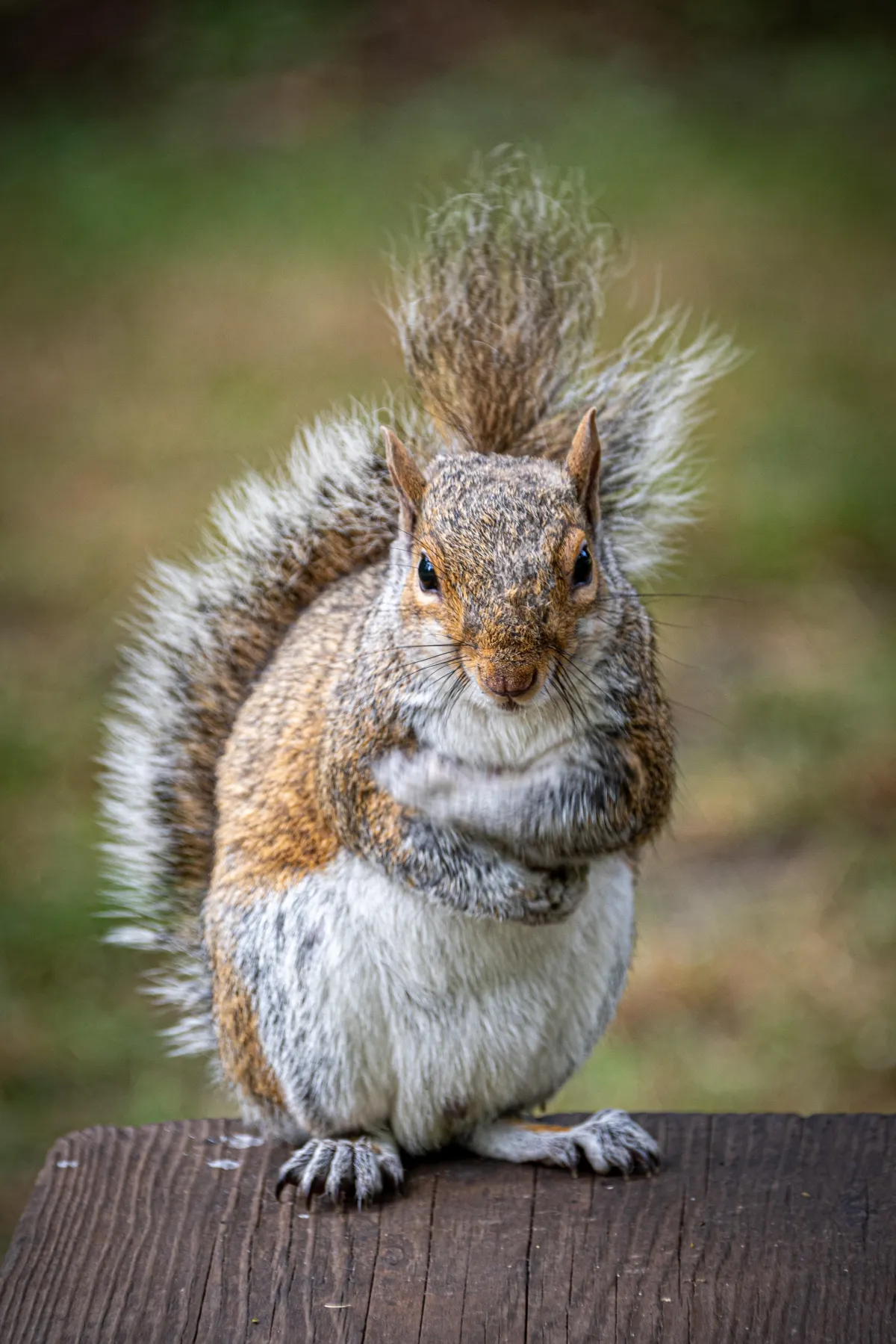 a close up photograph of a squirrel